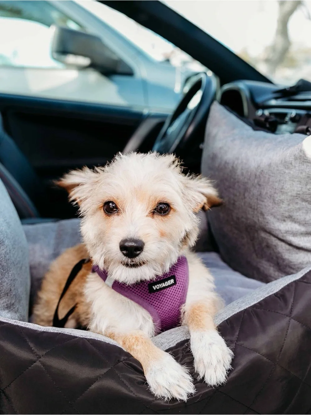Pet Car Seat Carrier for Dogs - Black